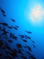 Reef at Marsha Shagra by Wijnand Plekker 